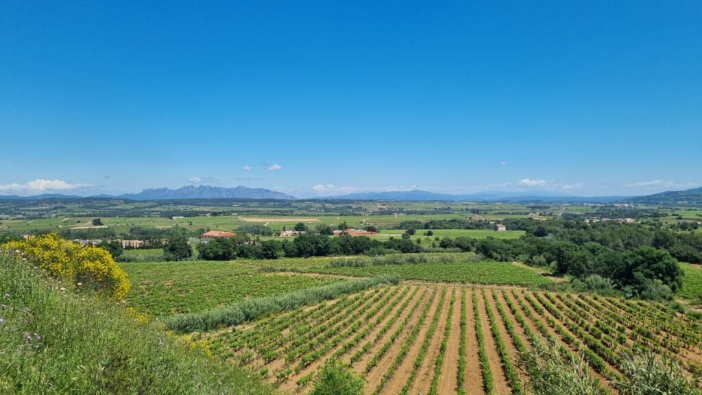 Paisatge de vinya a Catalunya durant la privavera