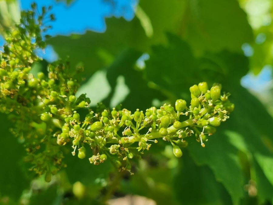 Flor a la vinya. Floració