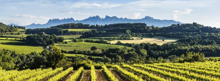 Vinya al Penedès